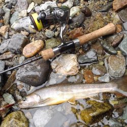 今シーズン初の尺イワナ